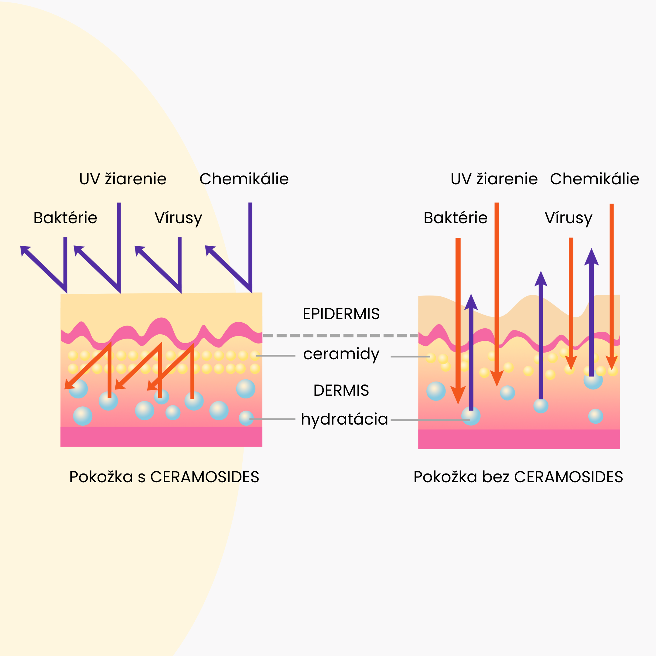 ceramosides vyskum2